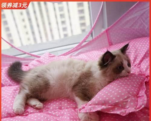 养成健康小猫的喂养秘籍（宠物猫的营养需求及喂养技巧）