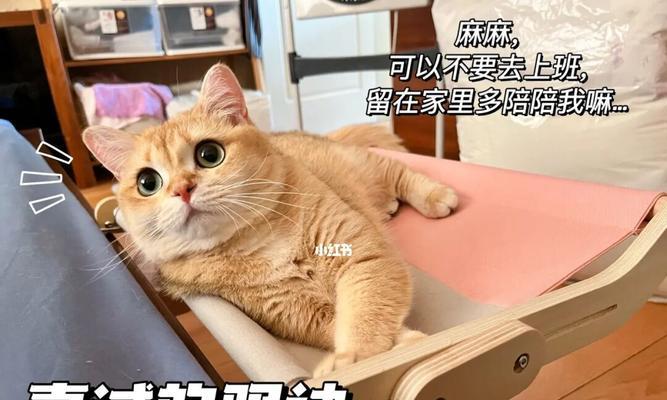 解决猫咪分离焦虑的有效方法（探索宠物心理问题）