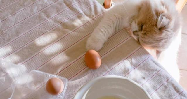 三个月小猫应该吃多少猫粮（以宠物健康为出发点）