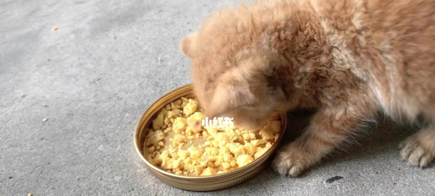 三个月小猫吃蛋黄是否可行（以宠物为主的健康饮食研究）