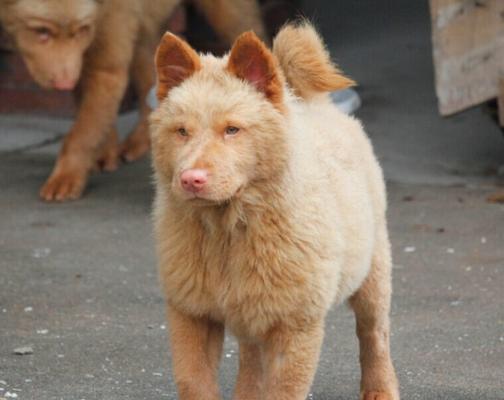 探秘大型犬为何尾巴短（宠物界大谜团的解密）