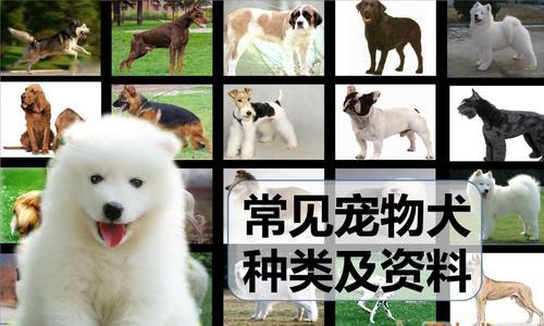 选择大型犬作为宠物的指南（以性格、适应能力、健康状况为考量）