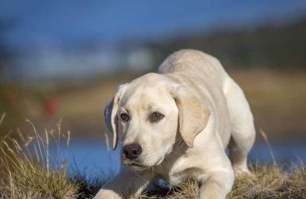 揭秘宠物犬寿命长的奥秘（以这个品种为主）