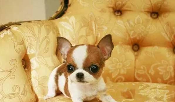 探秘世界上最小的宠物狗品种——夏威夷领地犬（从体型）