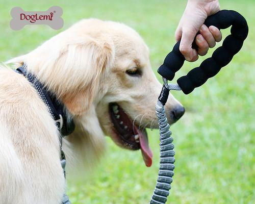 如何正确使用宠物狗的栓绳（安全）
