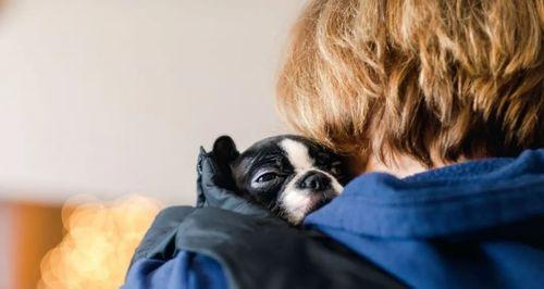 宠物狗的焦虑症（如何帮助你的爱犬摆脱焦虑）