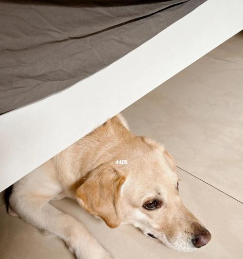 为什么狗狗喜欢钻床底（探究狗狗钻床底的行为原因及防范措施）