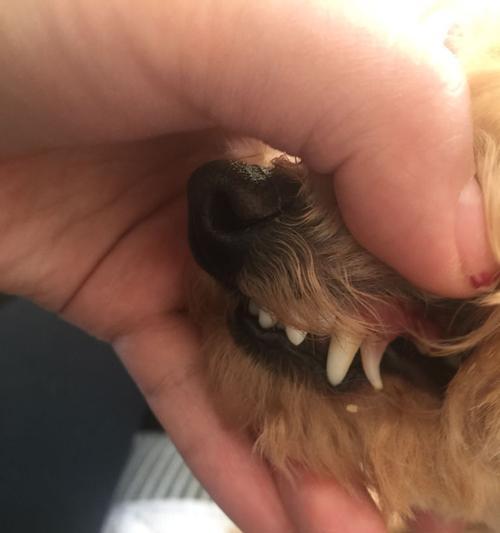 狗狗口腔保健，从小抓起（如何处理狗狗牙齿小的问题）