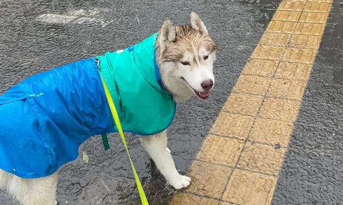 雨淋狗狗的凄凉与坚强（宠物在雨中的艰难生存之路）