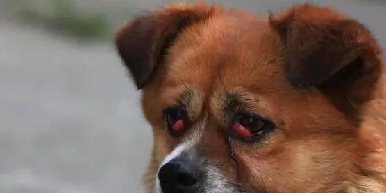 狗狗眼睑红肿流脓，应该怎么办（宠物眼部感染的预防和治疗方法）