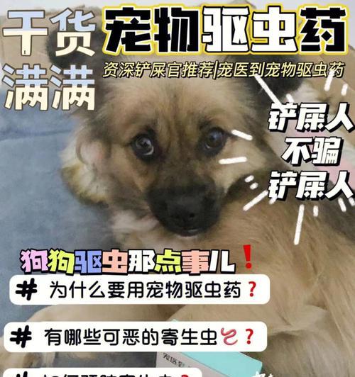 狗狗为什么需要定期驱虫？