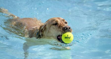 狗狗游泳的健康问题（如何避免狗狗在游泳中感染疾病）