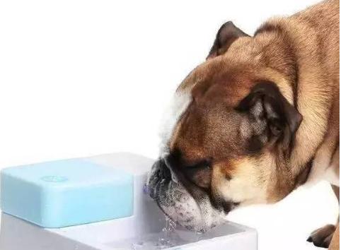 如何让宠物狗狗正确饮水（让狗狗喝水不再成为难题）