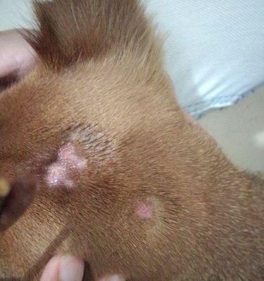 狗狗真菌病的预防与治疗（保护宠物健康）