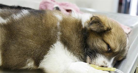保护宠物健康，定期给狗狗注射疫苗（从疾病预防角度出发）