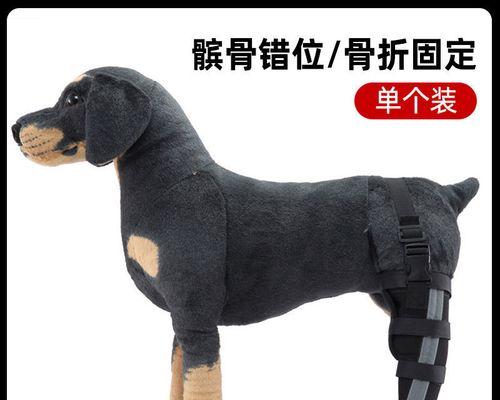 狗狗髌骨韧带移动——犬科宠物常见的运动损伤（犬科宠物）