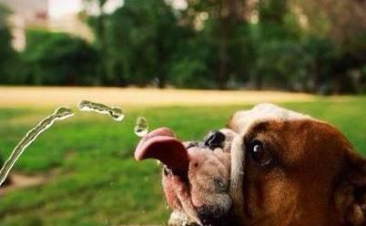 宠物狗喝水的最佳选择（以健康为前提）