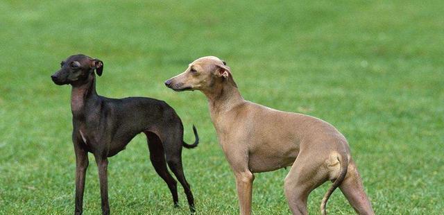 选择适合格力犬的蹄型——为您的宠物选择最佳鞋底（探究格力犬的蹄型特点及如何选择合适的鞋底）