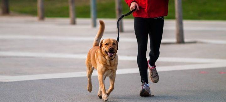 用狗陪你一起跑步，挑战你的极限（以宠物为伴）