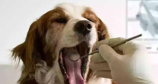 犬瘟病的危害与预防（以狗为主的宠物生病原因分析和预防措施）