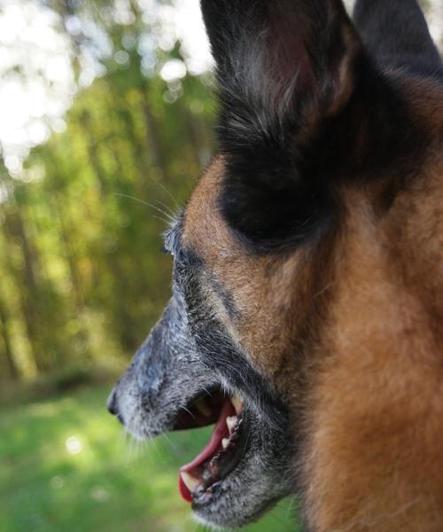 揭秘宠物狗为何会甩耳朵（从生理机制到行为表现）