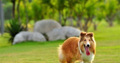 狗腿长囊肿的原因、症状及治疗方法大全（如何保护宠物的健康）