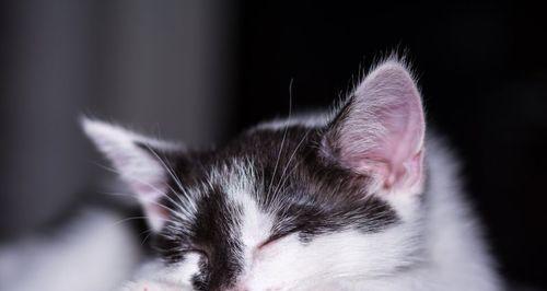 宠物照顾的重要性——当小猫睡觉后想吐的经历（跟小猫睡觉有什么需要注意的）