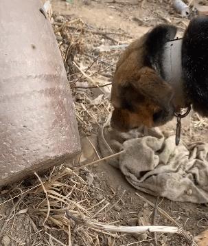 狗为什么用脚刨土（探寻狗刨土的原因和意义）