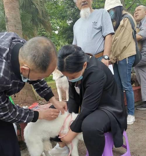 如何为不让抱的宠物狗打针（解决宠物狗打针难题的实用技巧）