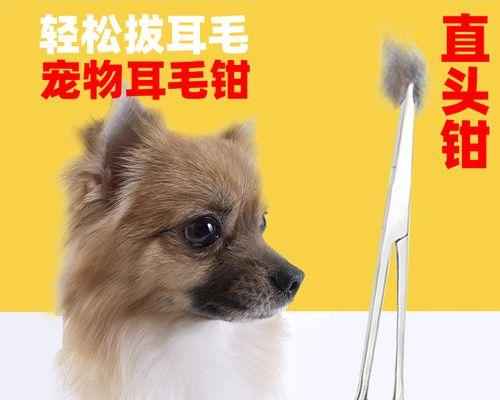 如何给贵宾犬提供健康营养的食物（做好宠物饮食）