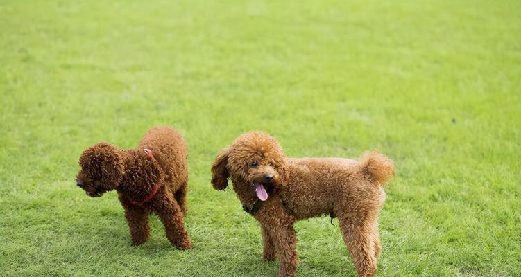 探究贵宾犬的起源（从历史到现代）