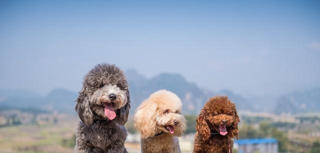 贵宾犬为什么不叫（探究贵宾犬名字的由来和文化背景）