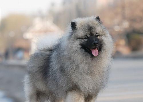 荷兰毛狮犬的饮食指南（宠物健康）