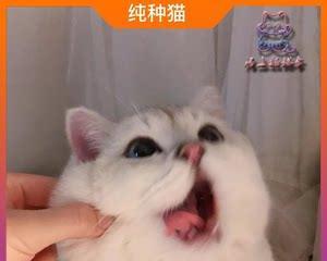 小猫怀孕一致叫，你知道为什么吗（揭秘小猫怀孕的原因和处理方法）