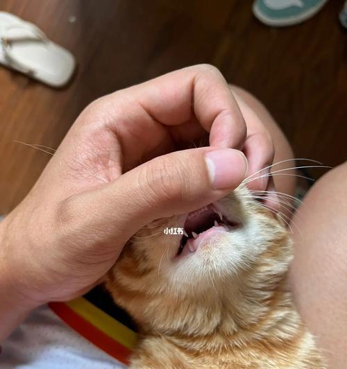 换牙期的猫咪饮食指南（宠物医生教你如何帮助猫咪度过换牙期）