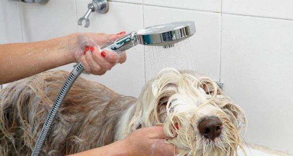 小狗洗澡的正确方式（打造干净健康的宠物生活）