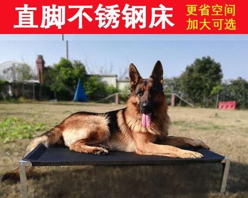 为什么家狗老蹭地（探究家狗蹭地的原因及解决方法）