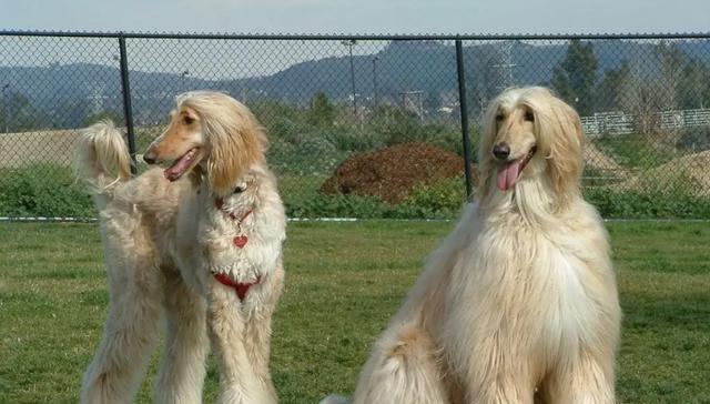 选择巨型犬作为家庭宠物的好处（以家庭养什么巨型犬）