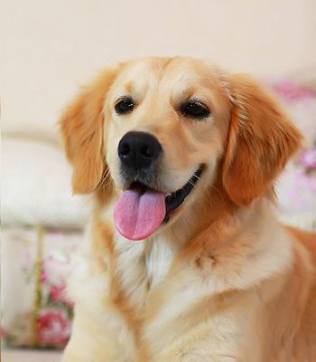 探究金毛犬价格的真相（从品种、年龄、血统等角度解析宠物市场定价）