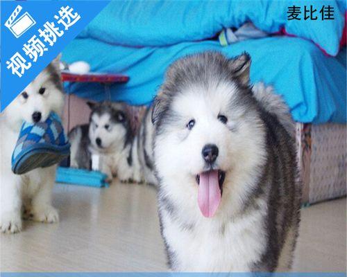 巨型宠物犬价格调查（了解宠物狗购买成本）