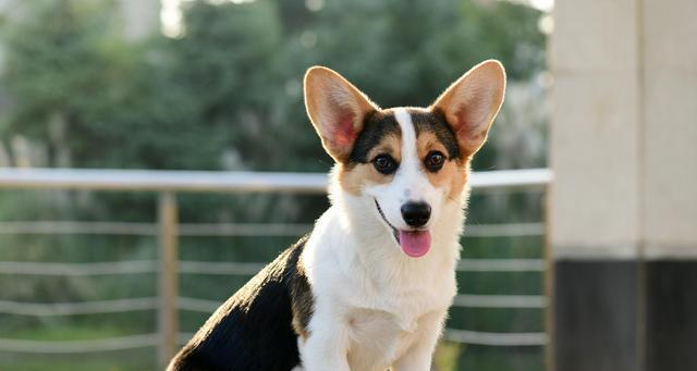 了解柯基犬（探索柯基犬的特性）