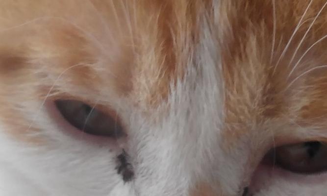 小猫眼睛红，怎么办（宠物眼部健康的重要性及处理红眼症状的方法）