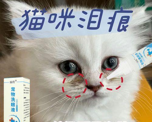 宠物猫的眼屎问题（了解猫咪眼屎问题）