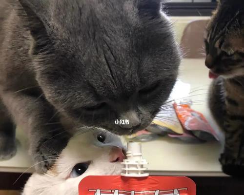 零食猫咪饮食指南（宠物猫咪的美味零食）