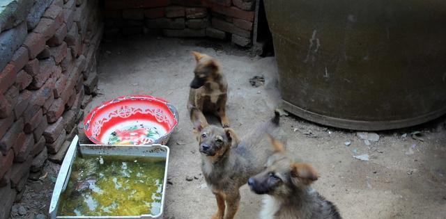 探究流浪狗如何繁殖与生育（从避孕到产后护理）