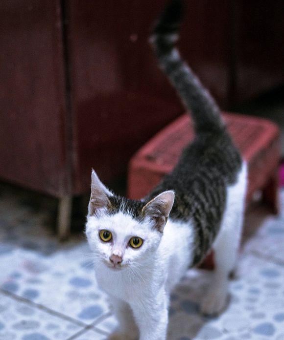 流浪小猫咪的收养与抚养（如何以宠物为主抚养流浪小猫咪）