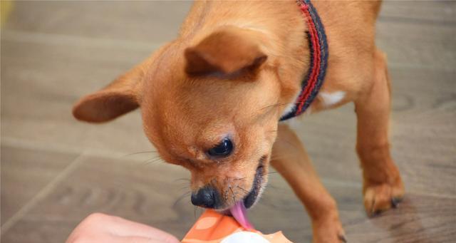 鹿犬的食量及狗粮摄取量分析（以宠物为主）