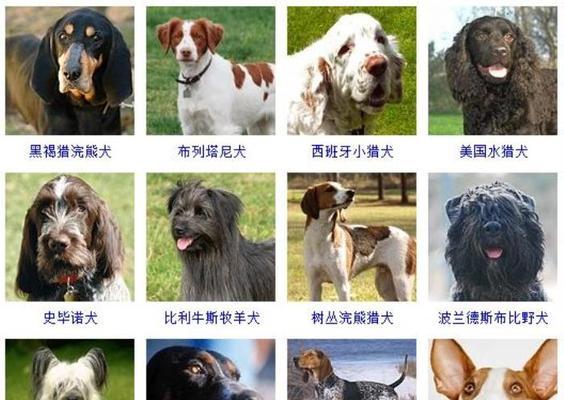 最流行的宠物犬种是什么？