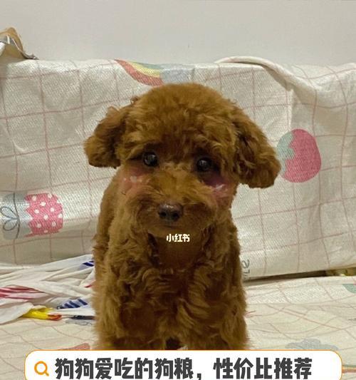 如何科学喂养以满月狗为主的宠物犬（掌握以狗粮为主的喂养技巧）