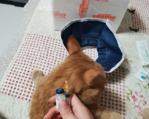 不打疫苗的猫会带来哪些风险（宠物猫的健康与安全不能忽视）